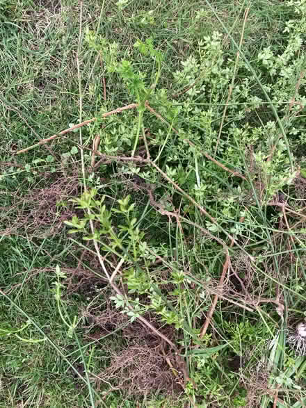 Photo of free Winter Jasmine Plants (East Mersea CO5) #2
