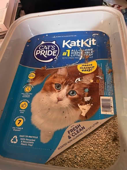 Photo of free katkit for cats (Lowell, MA) #1