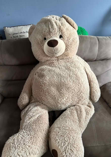 Photo of free Giant bear family (Eaton, NR4) #2