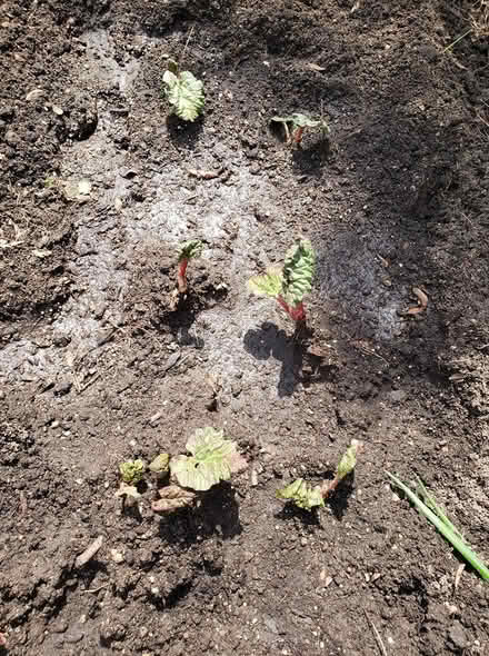 Photo of free 4 left Rhubarb Live plant NO HOLDS (Toronto m6n 2n4) #1