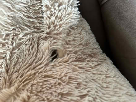 Photo of free Giant bear family (Eaton, NR4) #3