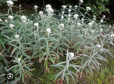 Photo of free Pearly everlasting plants (AB22) #1