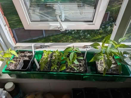 Photo of free Chilli plants (Clevedon BS21) #1
