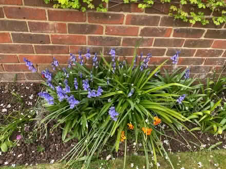 Photo of free Two Marigold Plants and Some Bluebells (CT10) #2