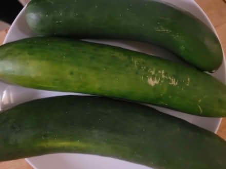 Photo of free Cucumbers (Oakland) #1