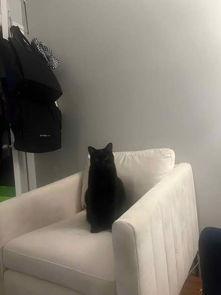 Photo of free Beige/Pearl Living Room Chair (Chelsea) #4