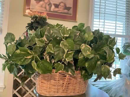 Photo of free Artificial plants (Burke, VA) #1