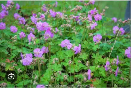Photo of free Pelargonium ground cover plants (AB22) #1