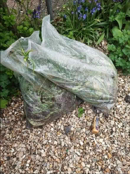 Photo of free 100's of alliums (Norwich) #1