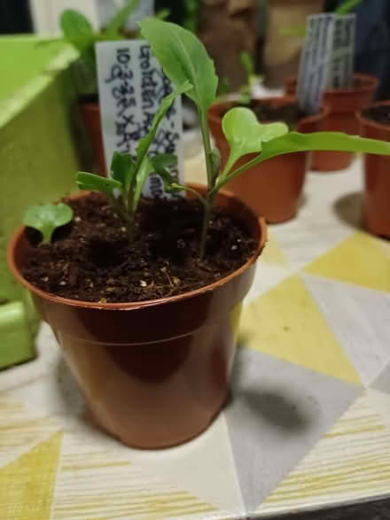 Photo of free Cabbage plants x 3. (Chichester PO19) #1