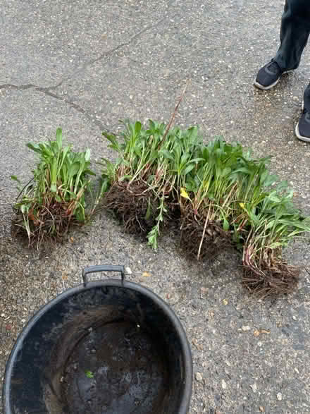 Photo of free 4 clumps of daisy plant (Welling) #1