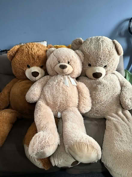 Photo of free Giant bear family (Eaton, NR4) #1