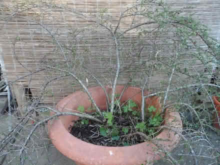 Photo of free Cotoneastor in a pot (Benson OX10) #1