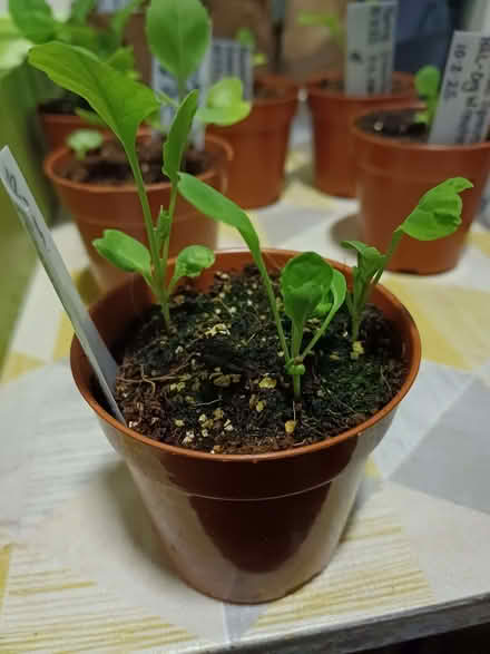 Photo of free Brussels Sprout plants x3. (Chichester PO19) #1
