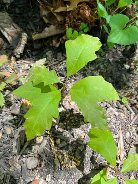Photo of free Oak seedlings (Mill Creek South) #1