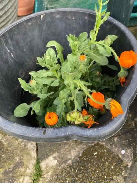 Photo of free Two Marigold Plants and Some Bluebells (CT10) #1