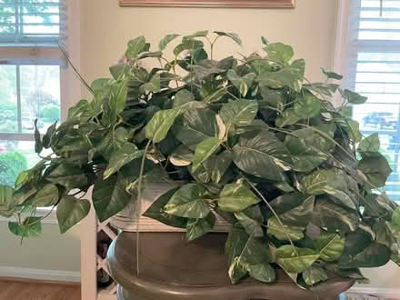 Photo of free Artificial plants (Burke, VA) #3