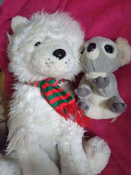 Photo of free 3 soft toys (Clive Vale TN35) #1