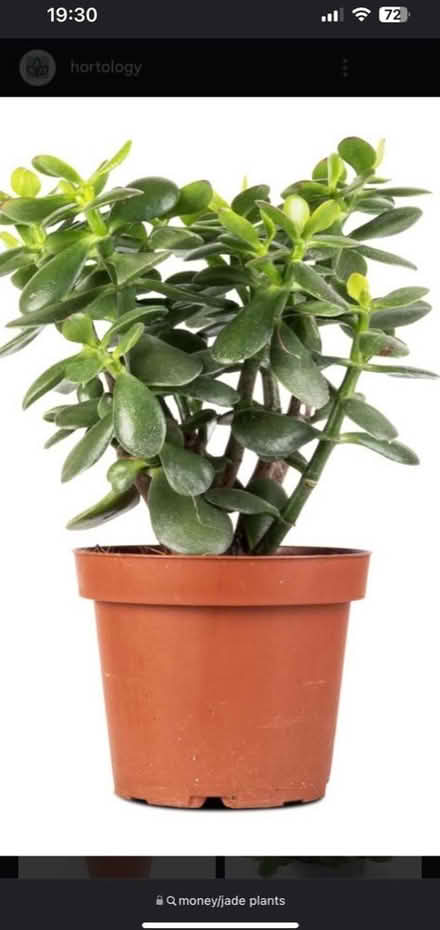 Photo of Established Money/Jade Plant (CT2) #1