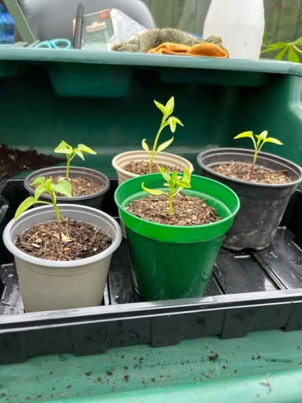 Photo of free Plants (West Boldon) #2