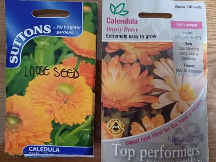 Photo of free Calendula saved seeds. (Chichester PO19) #1