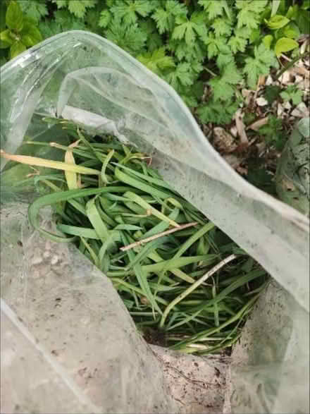 Photo of free 100's of alliums (Norwich) #2