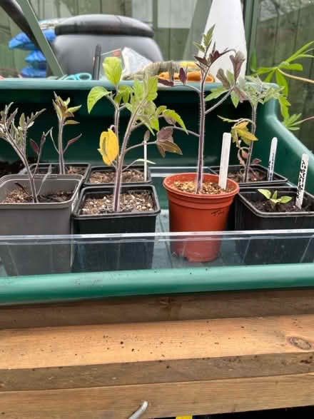 Photo of free Plants (West Boldon) #1