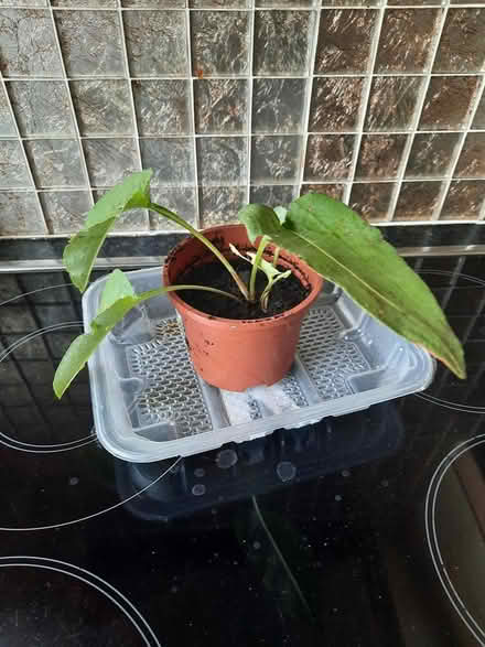 Photo of free Persicaria cutting plant now (Morden SM4) #2