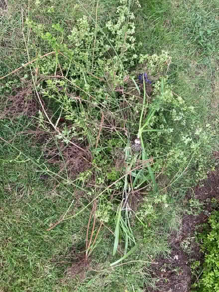 Photo of free Winter Jasmine Plants (East Mersea CO5) #1