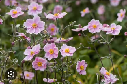 Photo of free Japanese anemone (AB22) #1