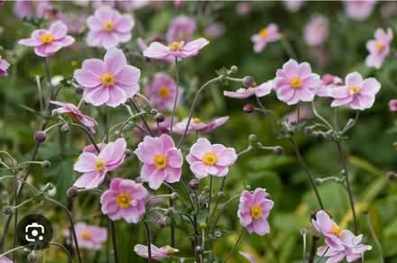 Photo of free Japanese anemone (AB22) #1