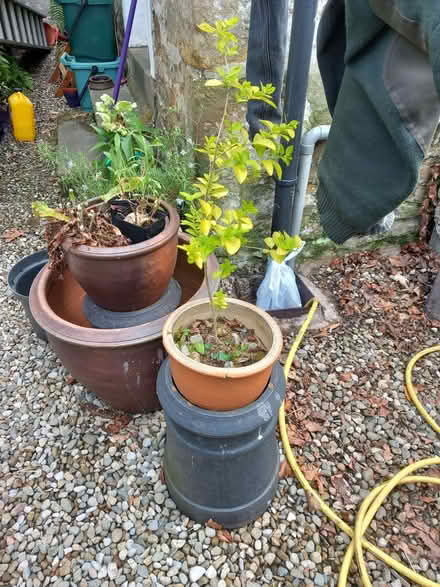 Photo of free Small yellow Privet plant (Moorlands LA1) #1