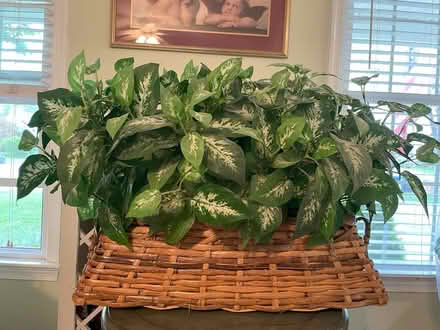 Photo of free Artificial plants (Burke, VA) #2