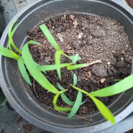 Photo of free Setaria seedlings (Southport PR9) #1