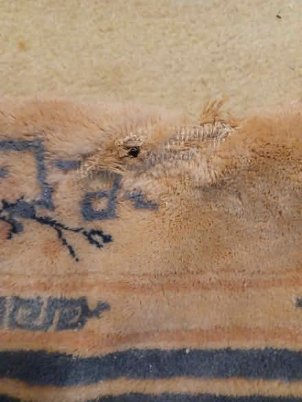 Photo of free rugs (Bellevue BCC area) #4
