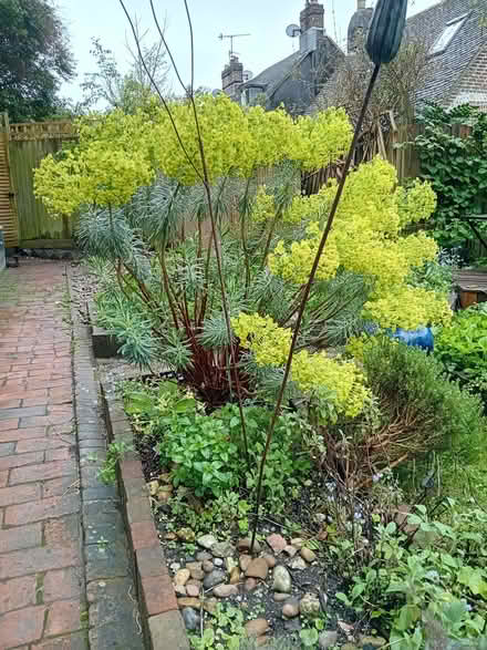 Photo of free Large euphorbia wulfenii plant (Cliffe BN7) #1