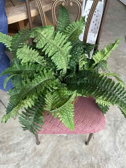Photo of free Artificial fern in pot (Elmhurst area) #1