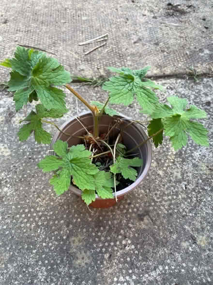 Photo of free Geranium Plant (Morecambe LA4) #1