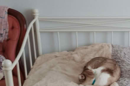 Photo of free Metal Frame White Day Bed (BS9) #1
