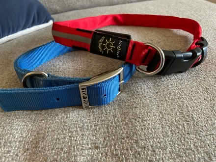 Photo of free Dog collars (NE DC 20018) #1