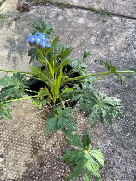 Photo of free meadows buttercup plant (Morecambe LA4) #1