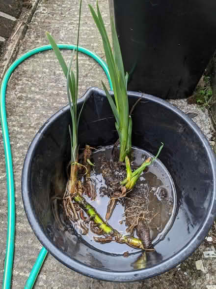 Photo of free Pond Plants (BD16 cottingley) #1