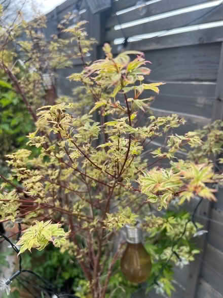 Photo of free maple tree *without pot (Whitehawk BN2) #2