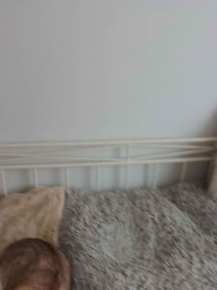 Photo of free Metal Frame White Day Bed (BS9) #3