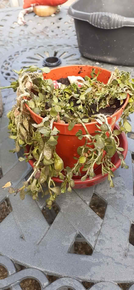 Photo of free succulants -houseplants (City of Bristol BS5) #1