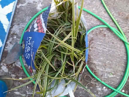 Photo of free Varigated grass plants (Westbury SY5) #1