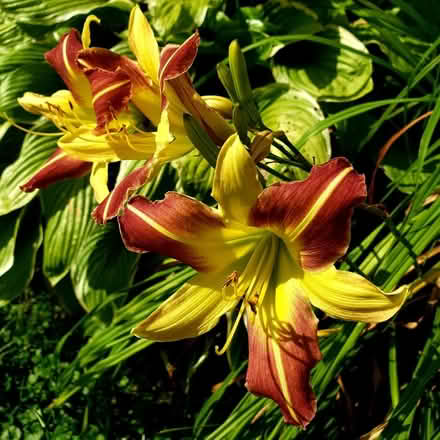 Photo of free Daylillies (Rosedale) #1