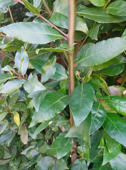 Photo of free fresh bay leaves (Emsworth PO10) #2