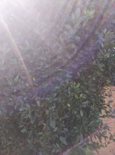 Photo of free fresh bay leaves (Emsworth PO10) #1