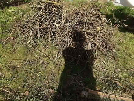 Photo of free Kindling Wood (Greater Leys OX4) #1